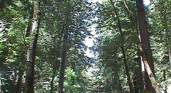 friedwald