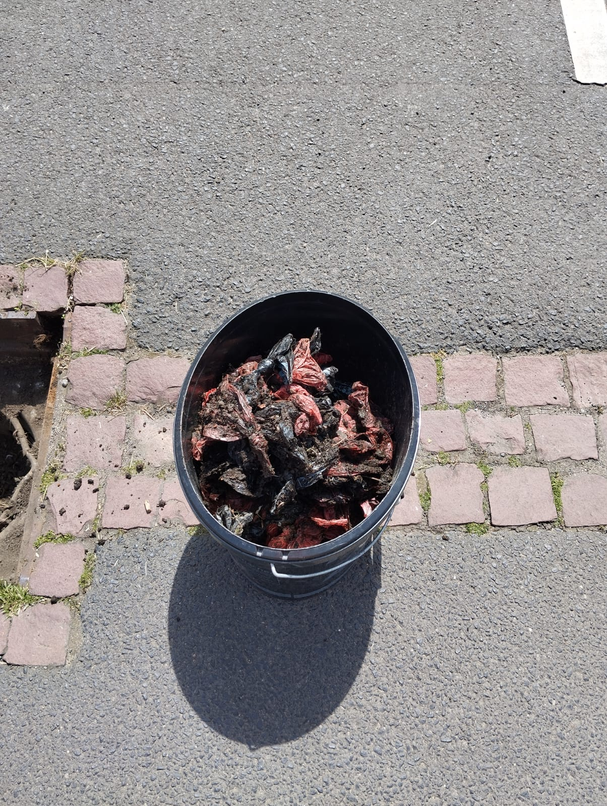 Hundekot17