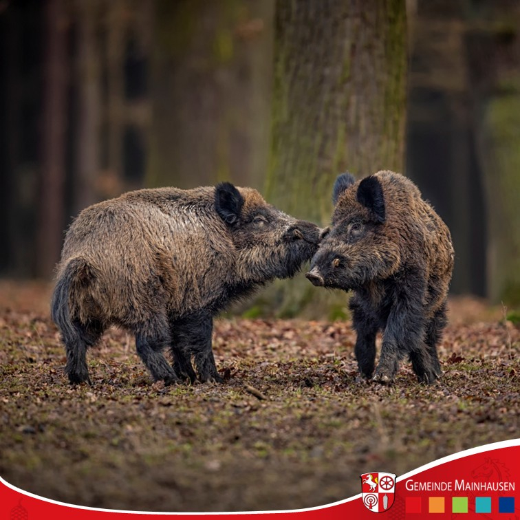 Wildschweine