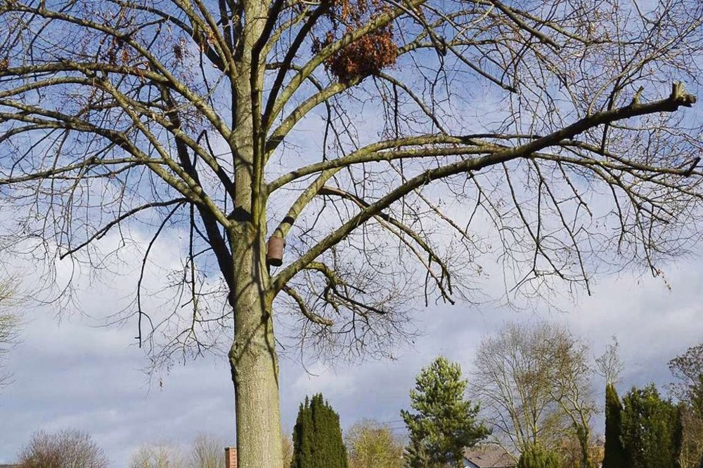 friedhof-baum