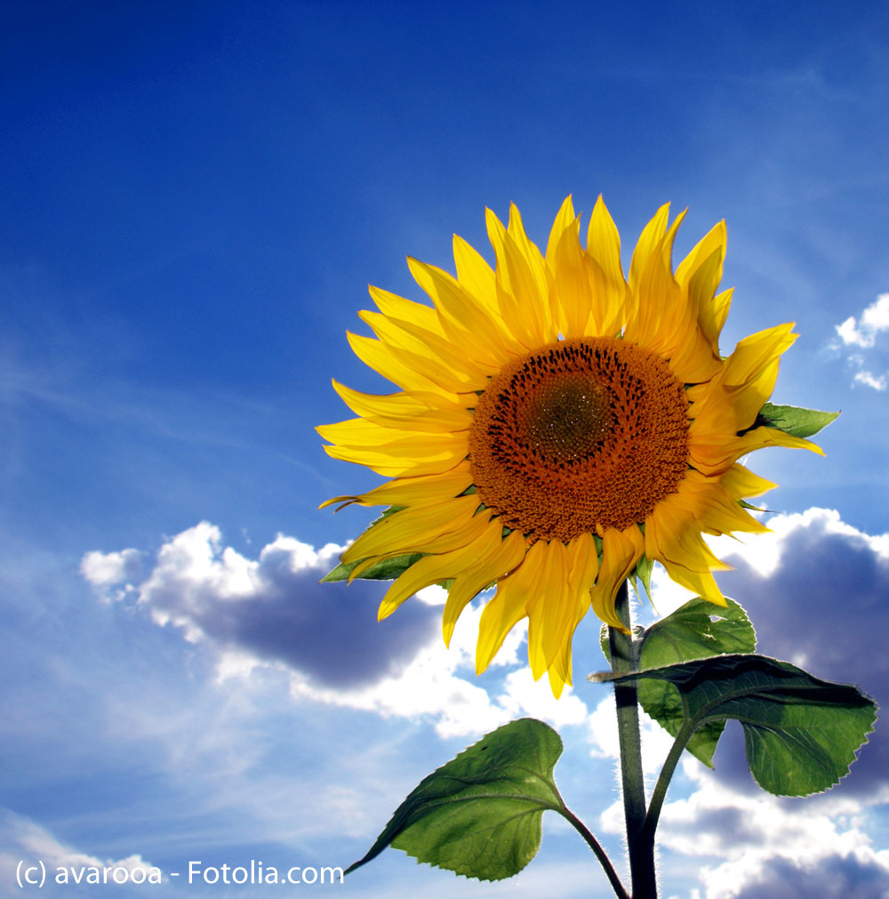 © avarooa - Fotolia.de sonnenoffensive