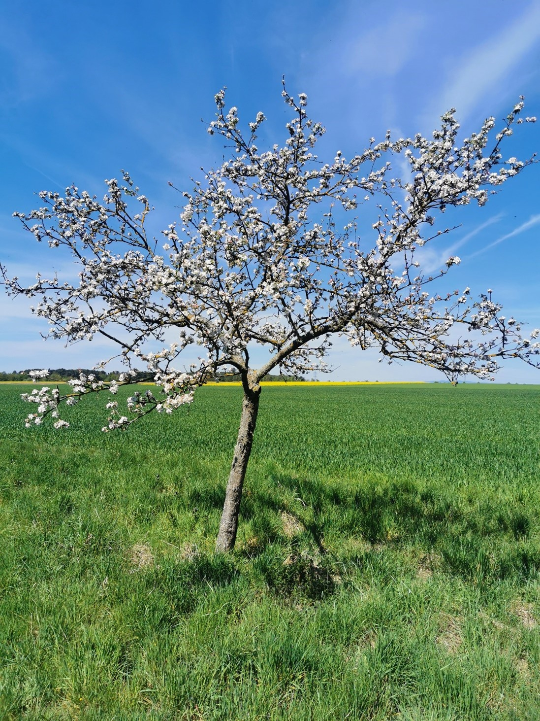 Blühender Apfelbaum